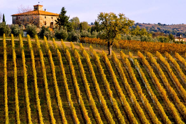 Tuscany vineyards photo