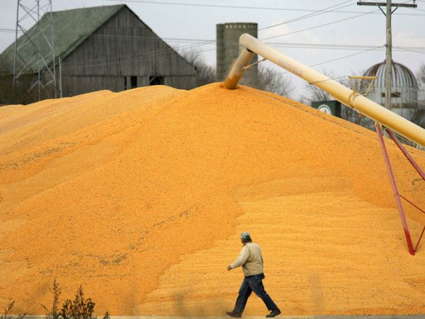 Corn -- Pure Sugar -- Pure Poison