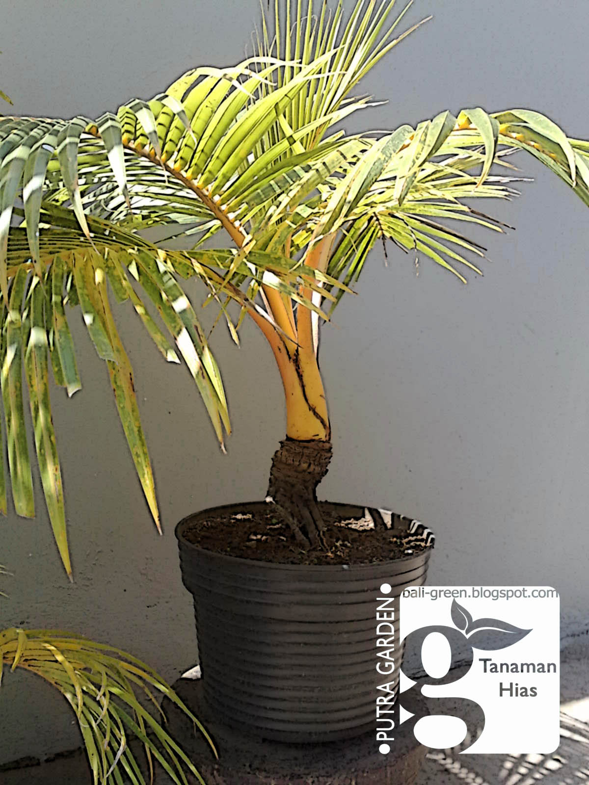 Putra Garden Bali Tips 5 Langkah Mudahudah Membuat Bonsai putra garden bali tips 5 langkah mudahudah membuat bonsai