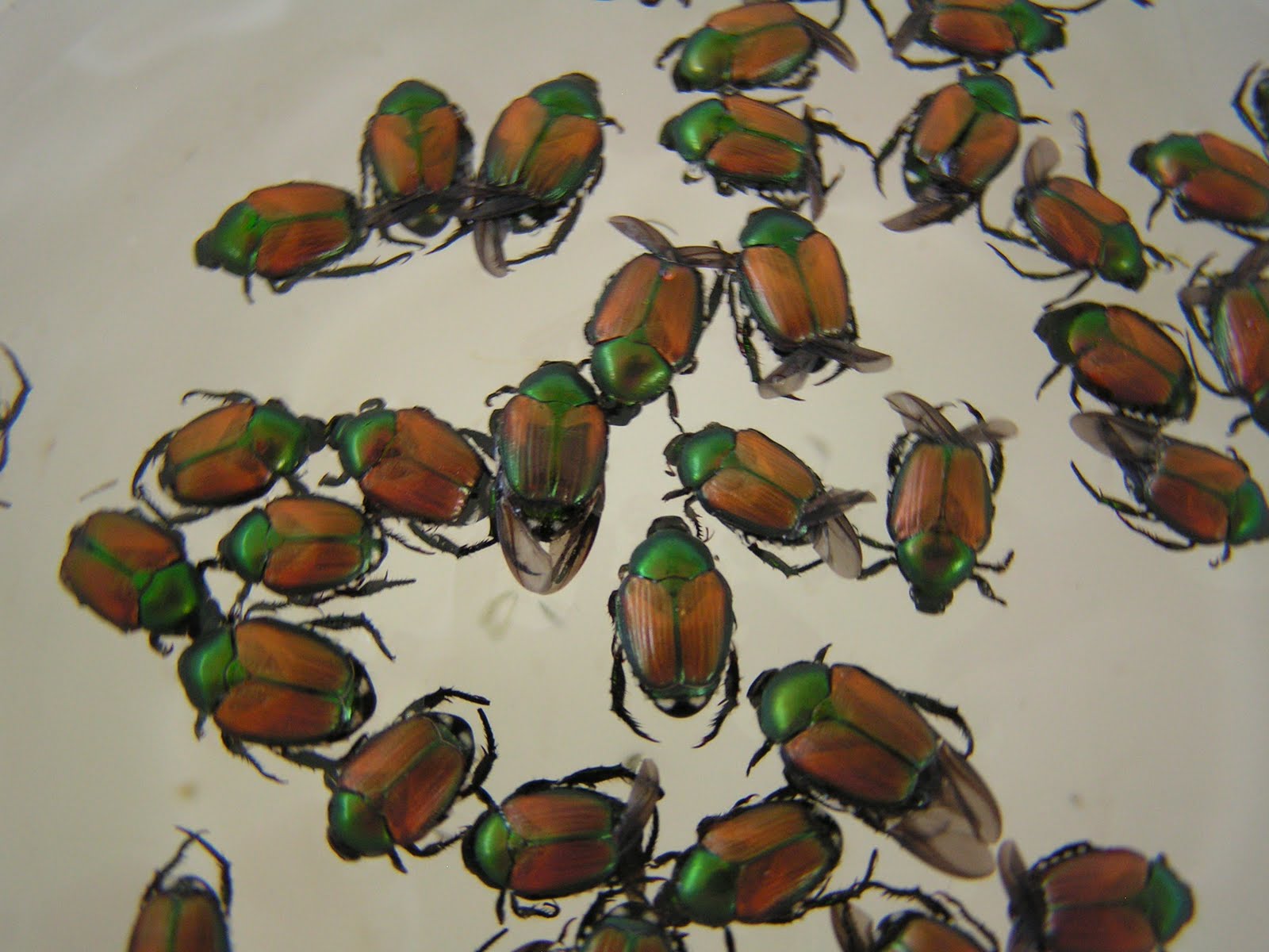 Japanese Water Beetle