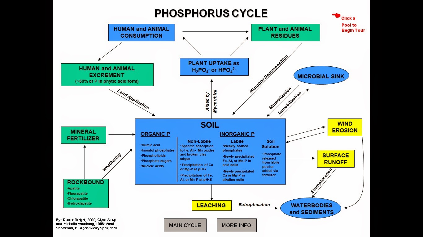Environmental Science And Engineering By Benny Joseph.pdf nahvelvy phosphorusCycle