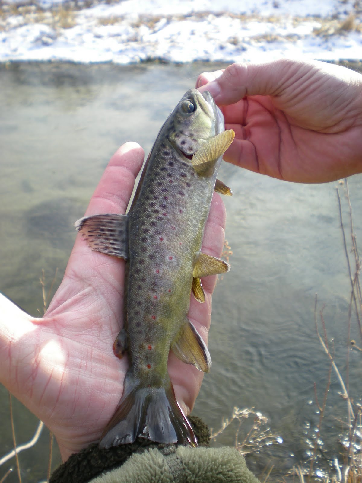 Brookies and Browns Nebraska Trout Streams