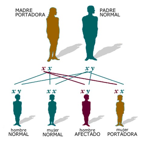 Funcion De Los Cromosomas Wikipedia