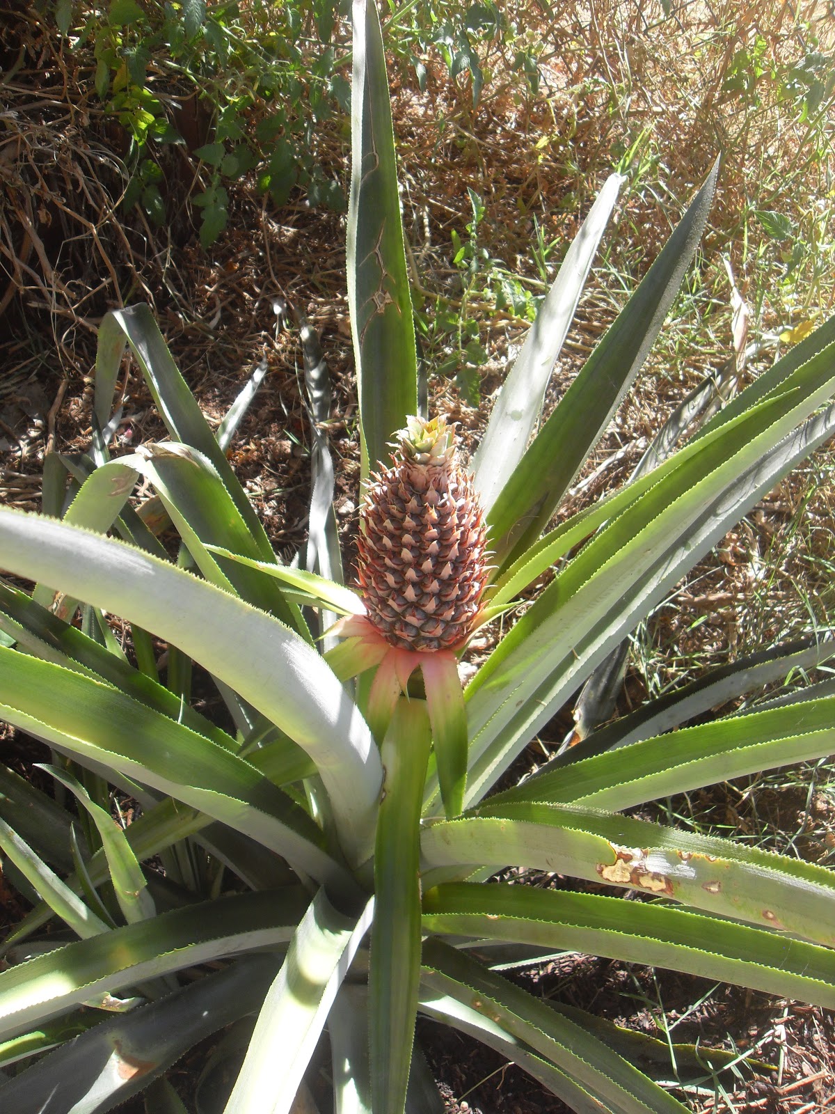 The Scientific Gardener Tropical Aspirations