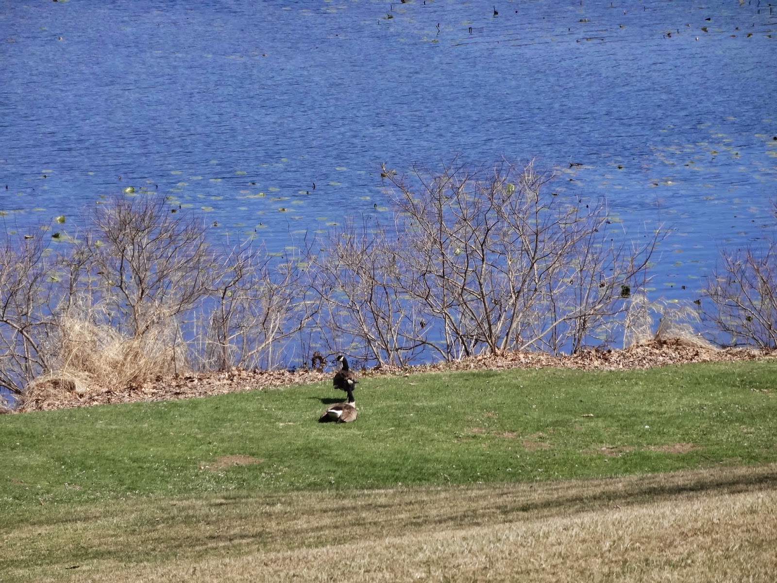 Glacial History of the Calumet Region Carol Haynes Mink Lake is a