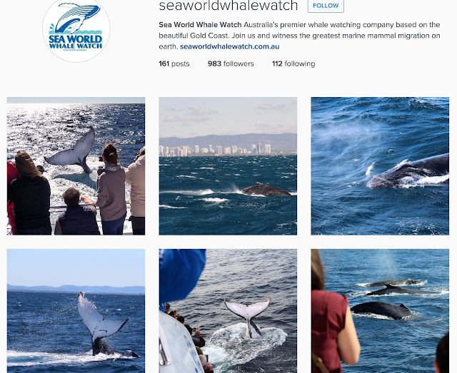 seaworldwhalewatch
