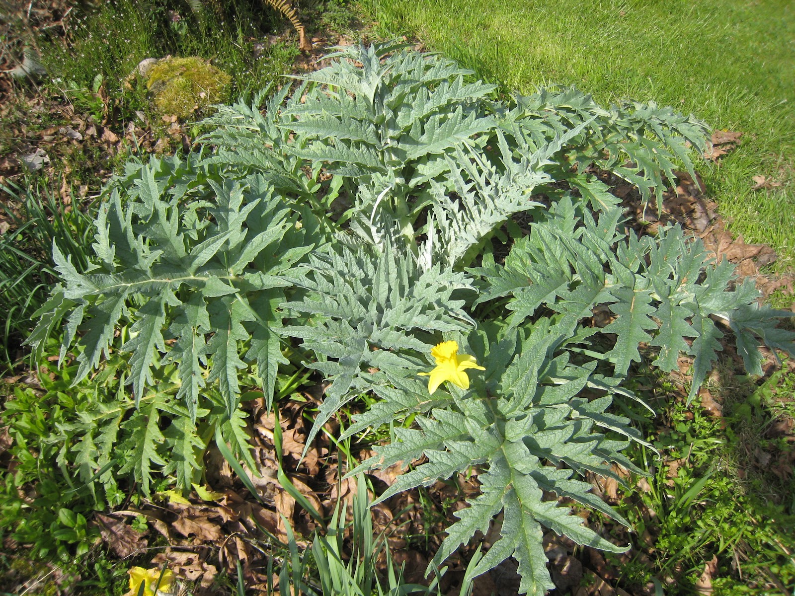 Artichoke Leaves Recipe Tabitomo