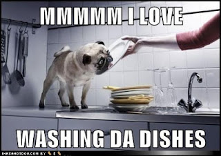 funny-dog-pictures-mmmmm-i-love-washing-da-dishes.jpg
