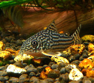 trabzon akvaryum labirent copcu corydoras sterbai