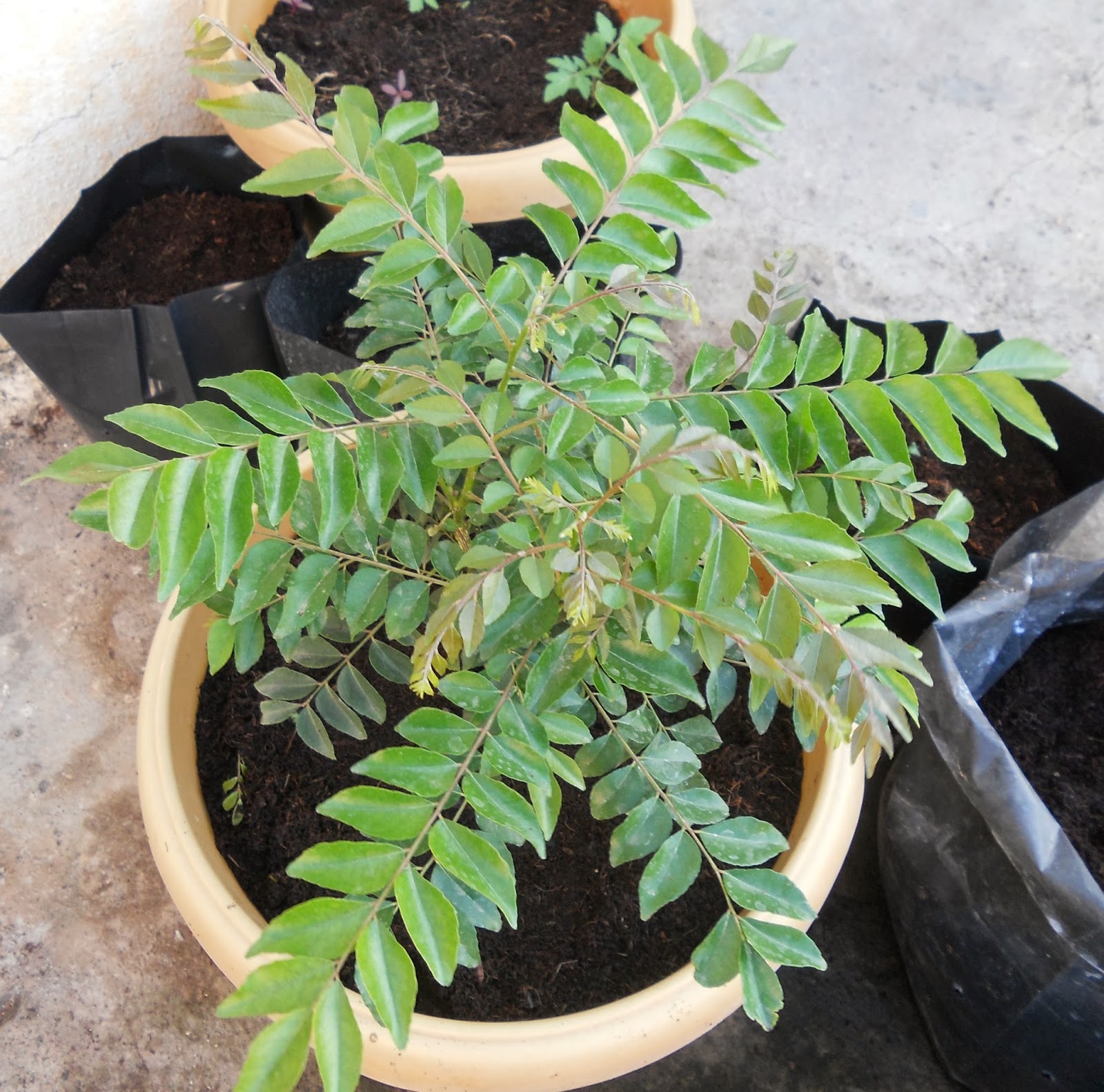 A pinch of basil Growing our own curry leaf plant