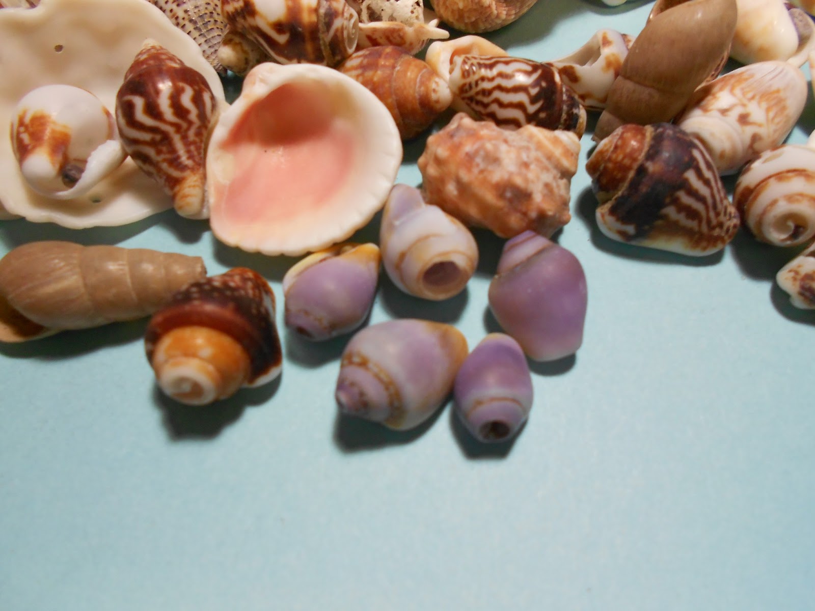 Del's Shells Seashells from Mexico!