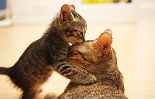 Funny Animal Mother's Love
