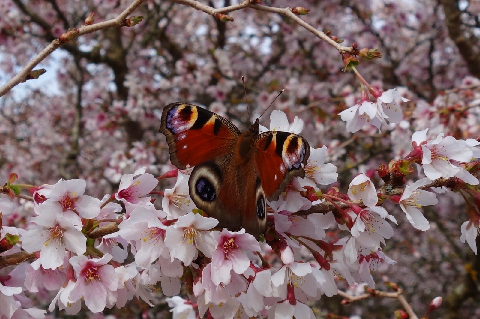 Urban Pollinators Early spring butterflies