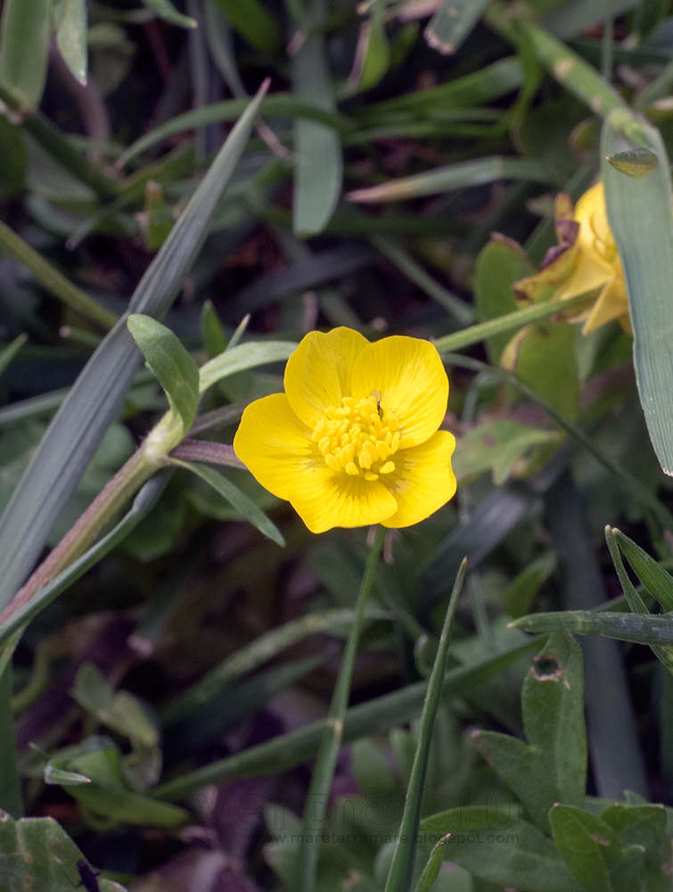 Ranuncolo botton d'oro - Ranunculus auricomus Ranuncolo botton d'oro - Ranunculus auricomus
