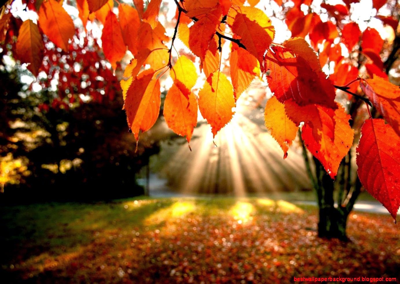 Fall Wallpaper 22744 Fall Wallpaper 22744