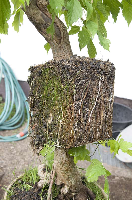 Walter Pall Bonsai Adventures air layer successful