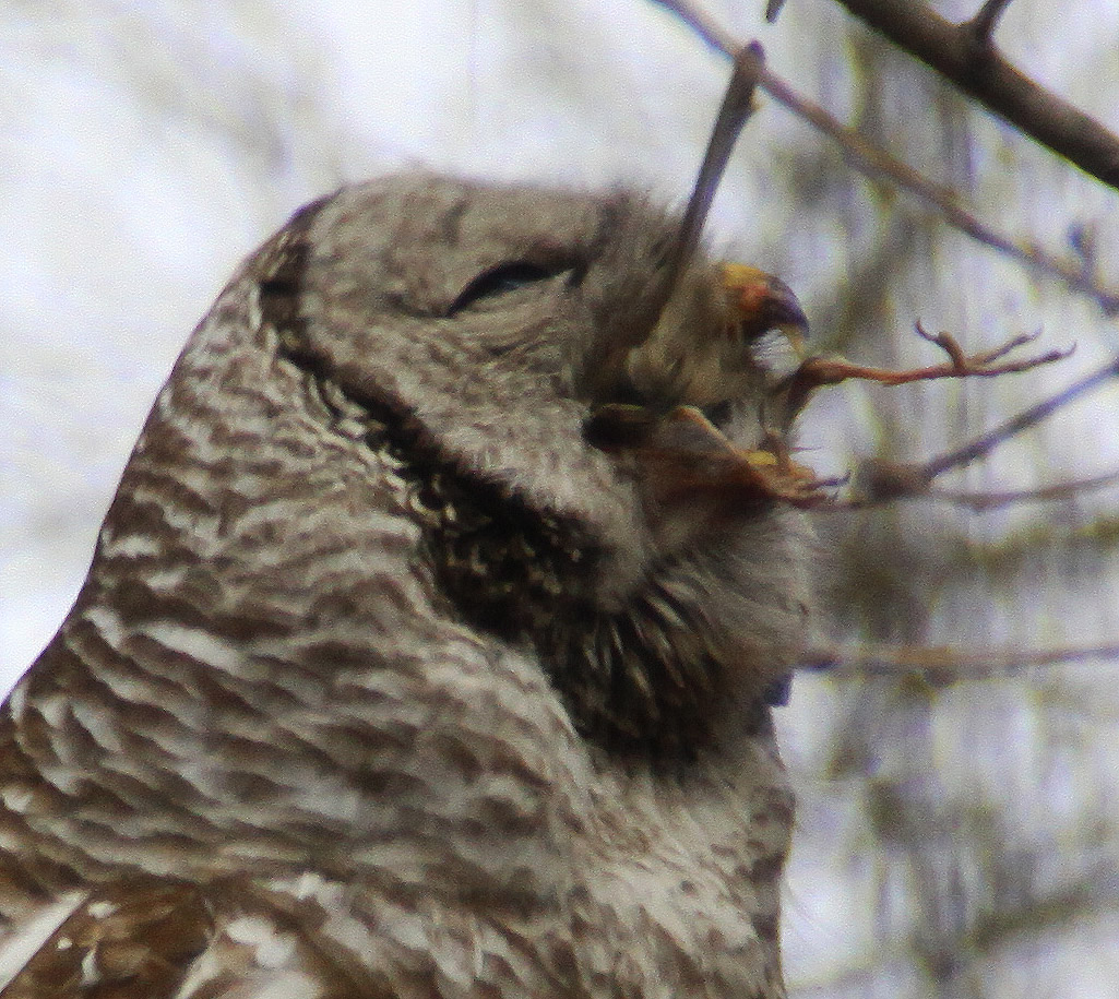 All of Nature Solitary Sandpiper at SpringbrookBarred Owl Eats Sparrow