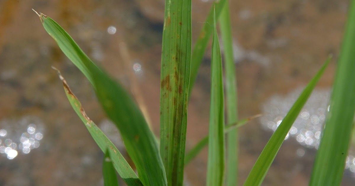 AGRICULTURE for Next Destination in Life Zinc Deficiency on Paddy (Defisiensi hara Zn di Padi)