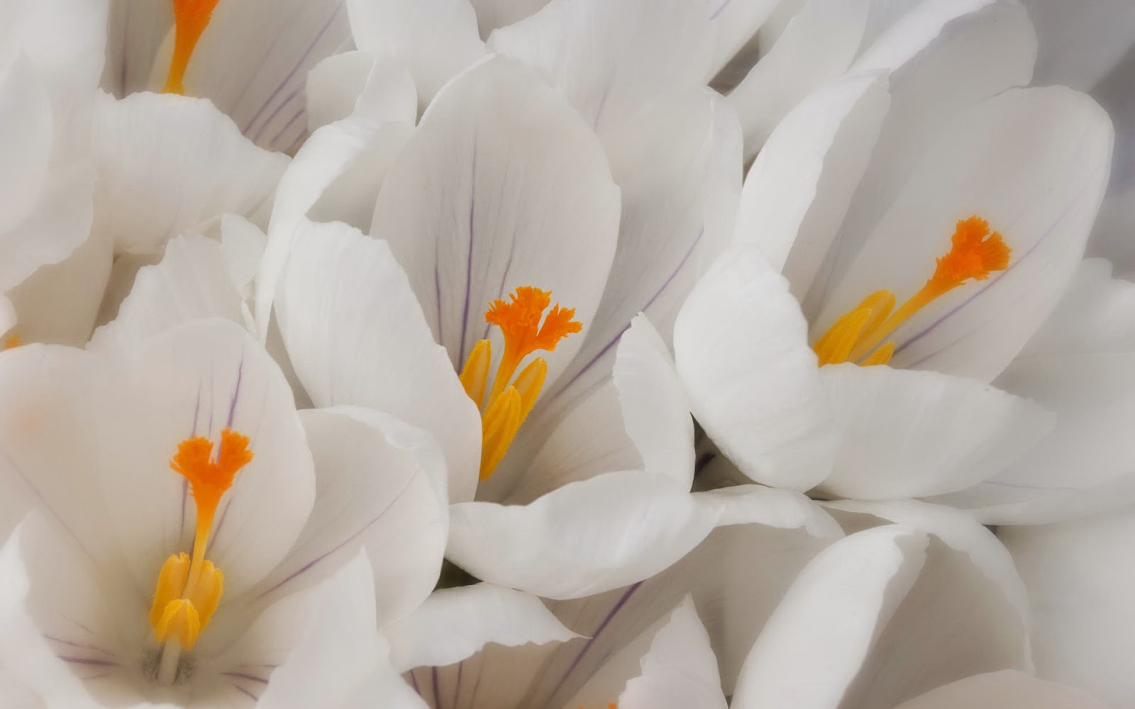 picture of White Crocus ~ HD Pictures