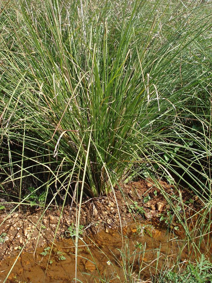 Punitha Yatra The Sacred Grass called Darbhai or Kusha Grass