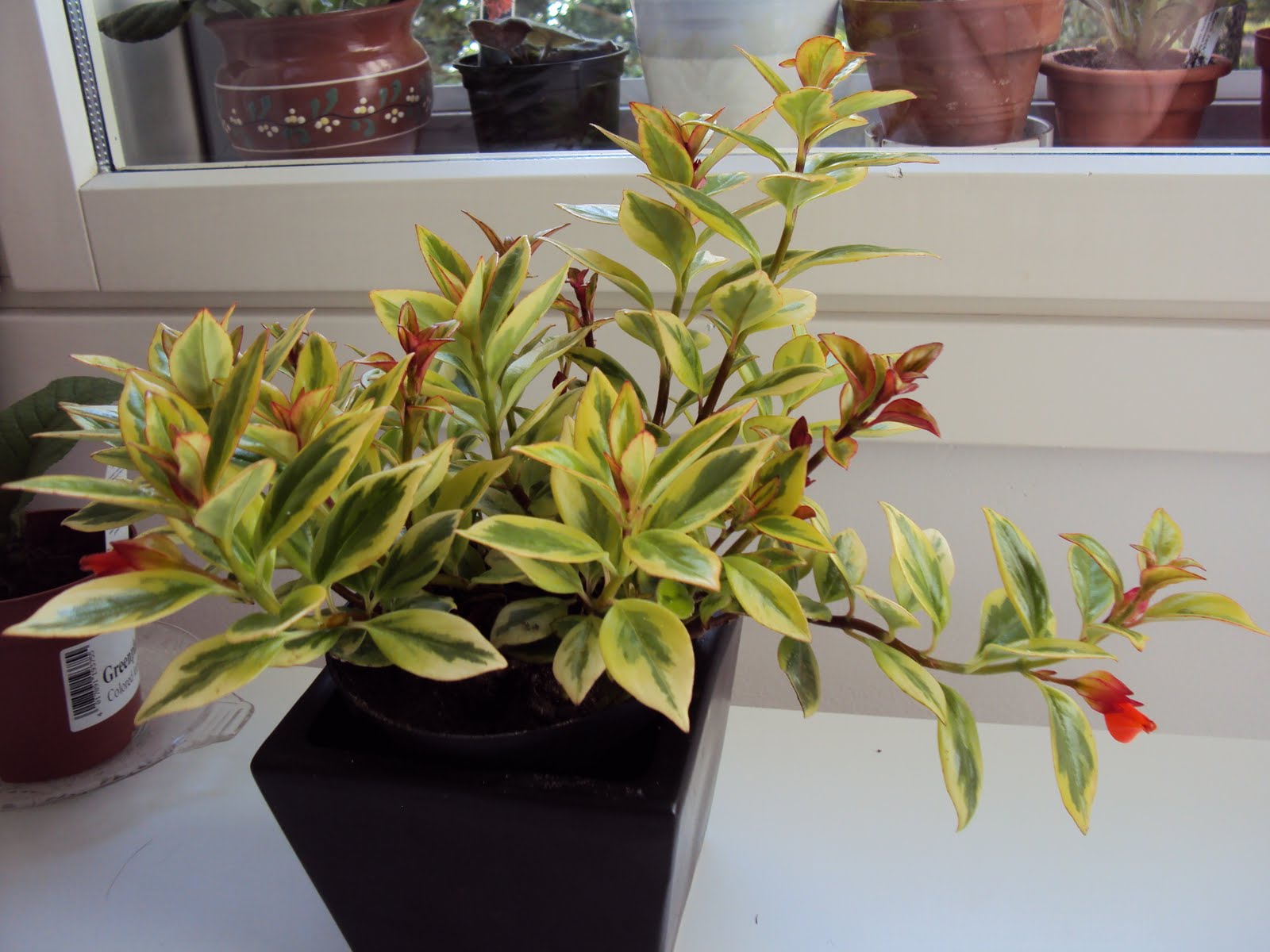 Ruukkukasviblogi Suukkosuu vai sittenkin pusukki?