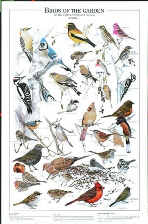 Bird In Everything: Birds Of Eastern North America