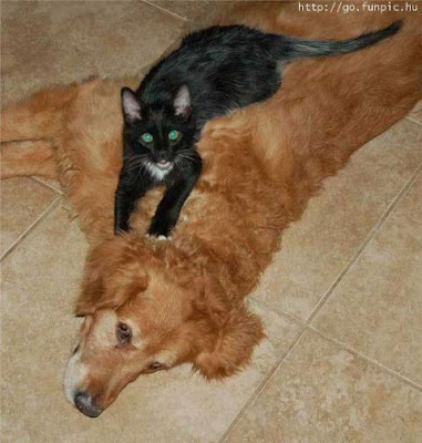 Funny DOG Pictures