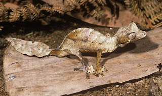 leaf tailed gecko