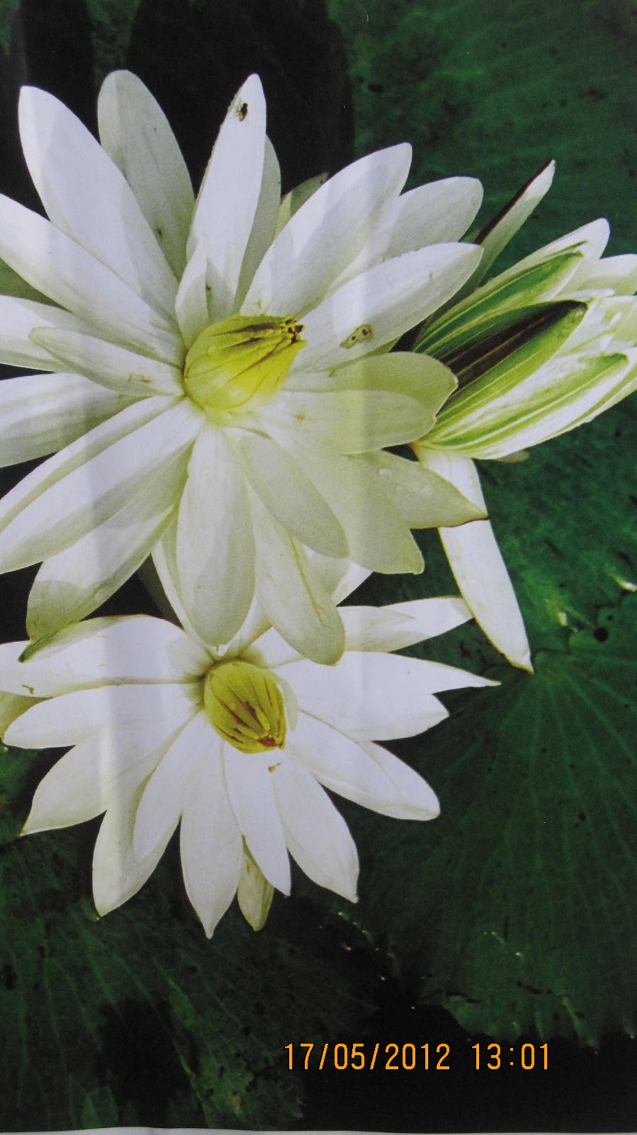 Different Flowers in Bangladesh Description