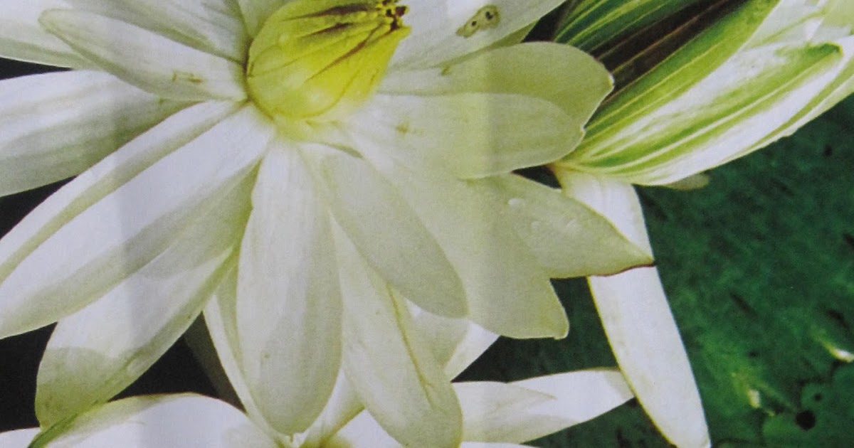 Different Flowers in Bangladesh Description