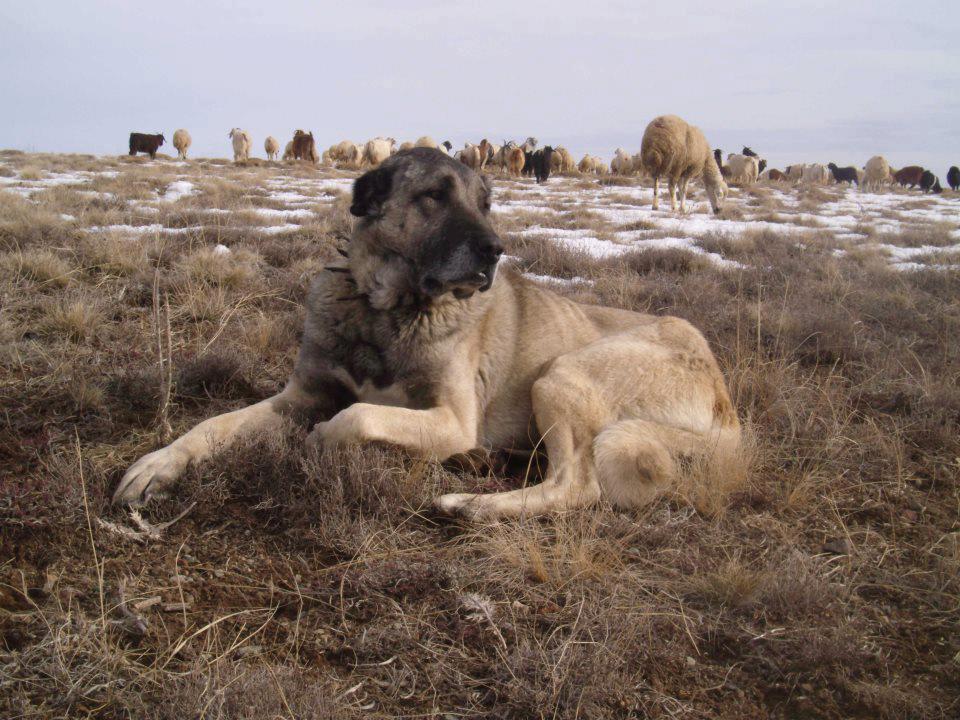 kangal kopekleri KANGALLAR ALEMİ