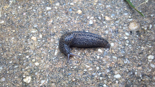 Get Slug Slime Off Dog Get Slug Slime Off Dog