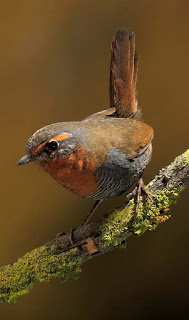 Scelorchilus rubecula/Esteban Agerich