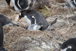 Gentoo and Chick