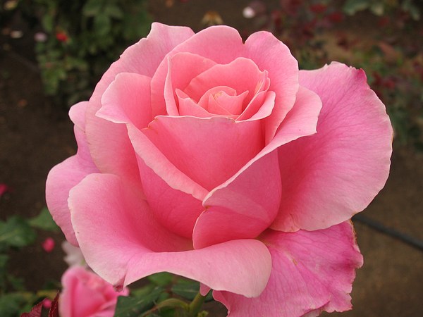 A perfect pink rose
