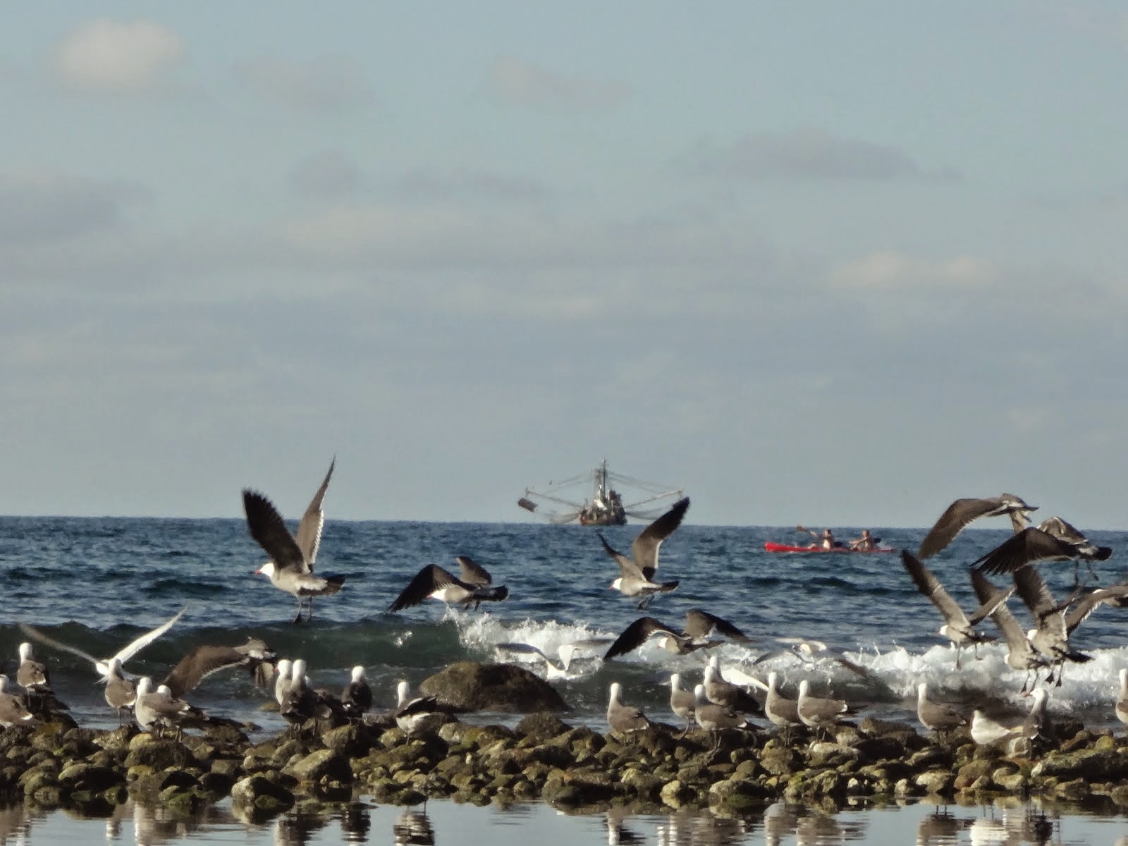 Seagulls and Fishing Boat in Sayulita