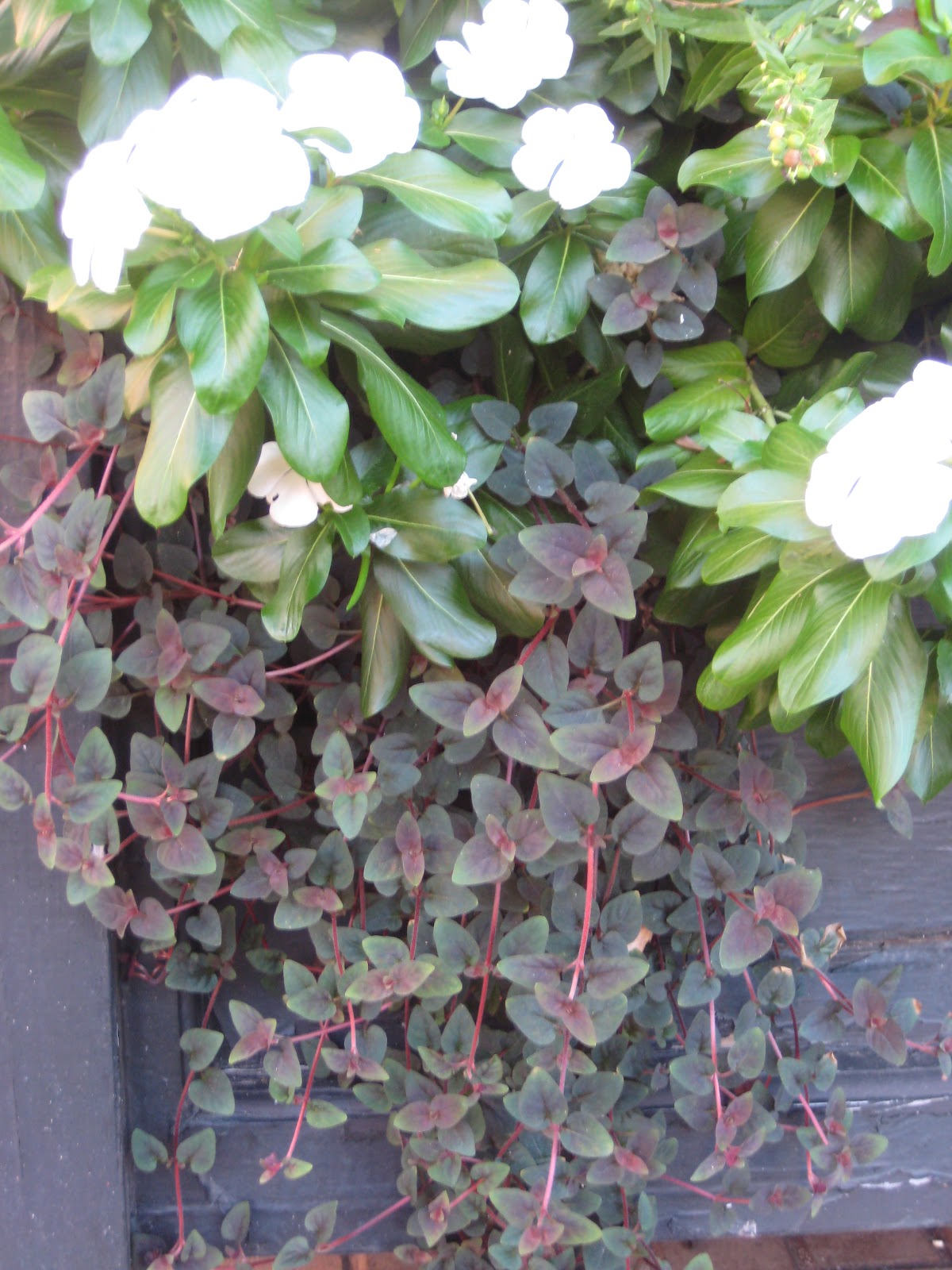 Garden Containers in Madison, Lysimachia Persian Chocolate