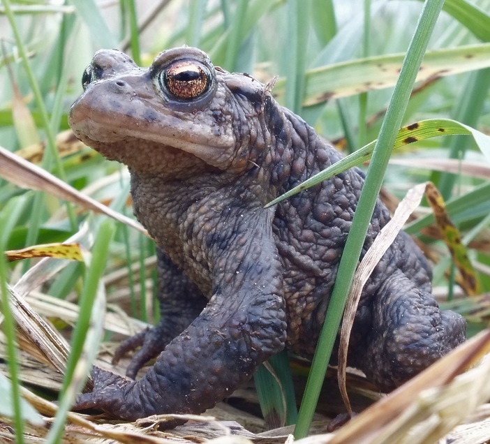 Fylde Amphibian & Reptile Group: Frogs galore and our first toads
