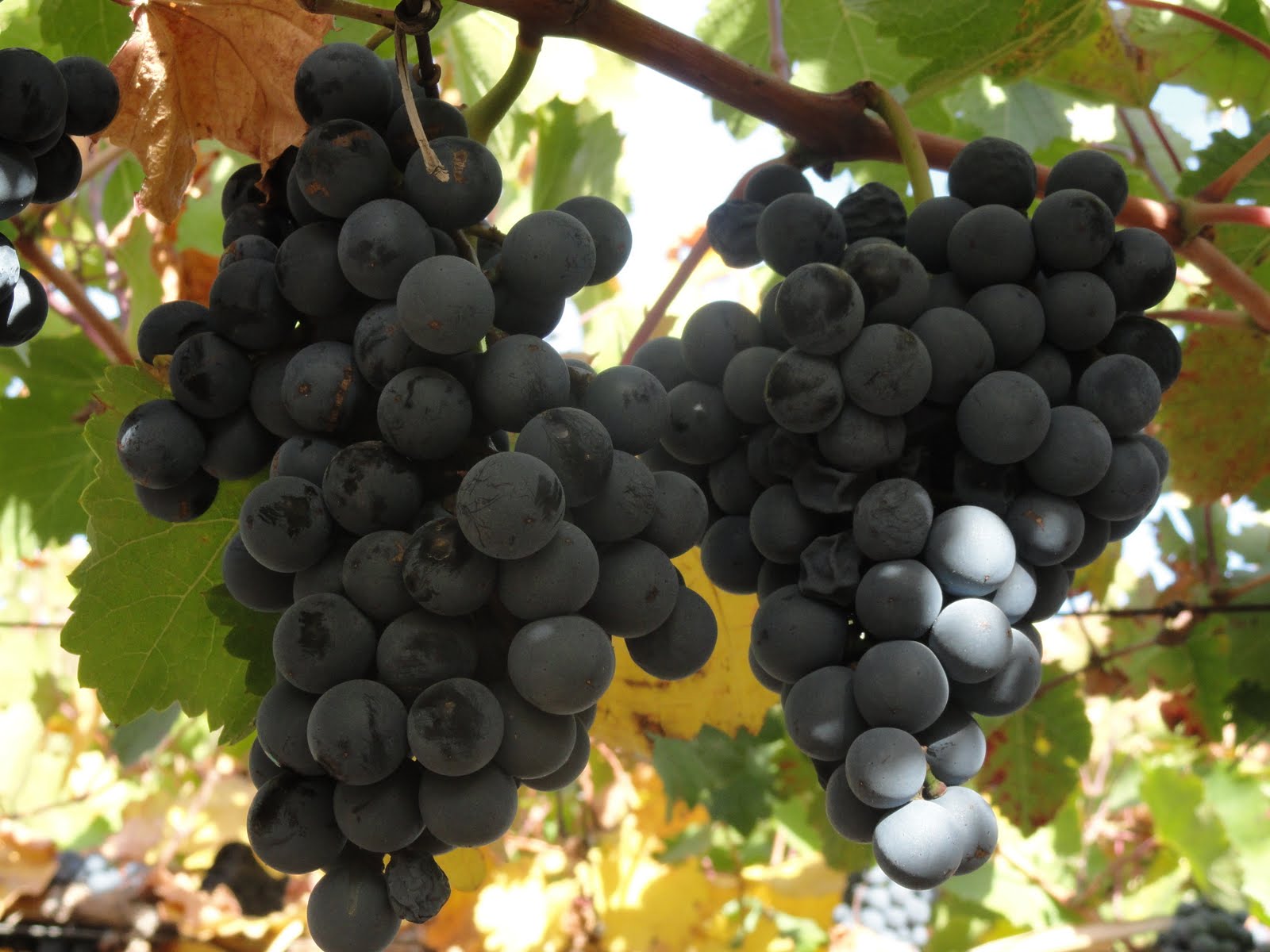 The Passionate Foodie The Wines of Argentina Twelve Things You Should