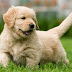 7 Curiosidades sobre os Cães