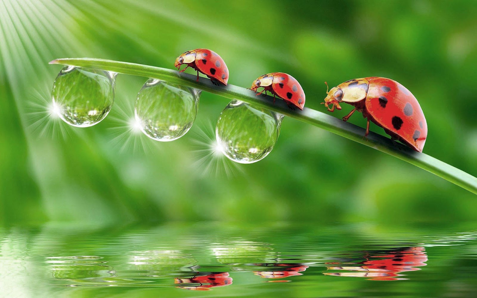 Lieveheersbeestjes op een blad | Mooie Leuke Achtergronden Voor Je