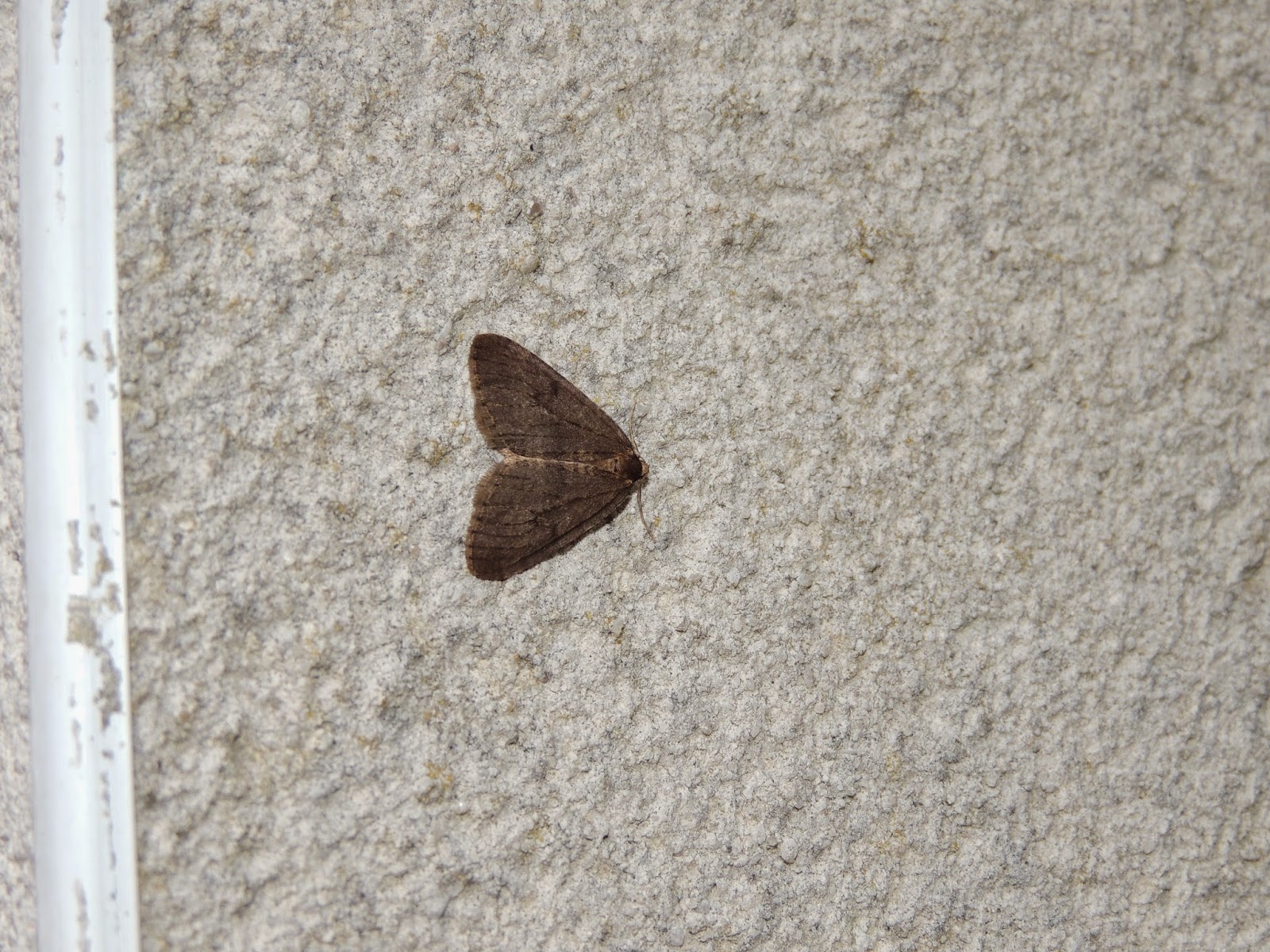 Ejemplar melánico de Operophtera brrumata Ejemplar melánico de Operophtera brrumata