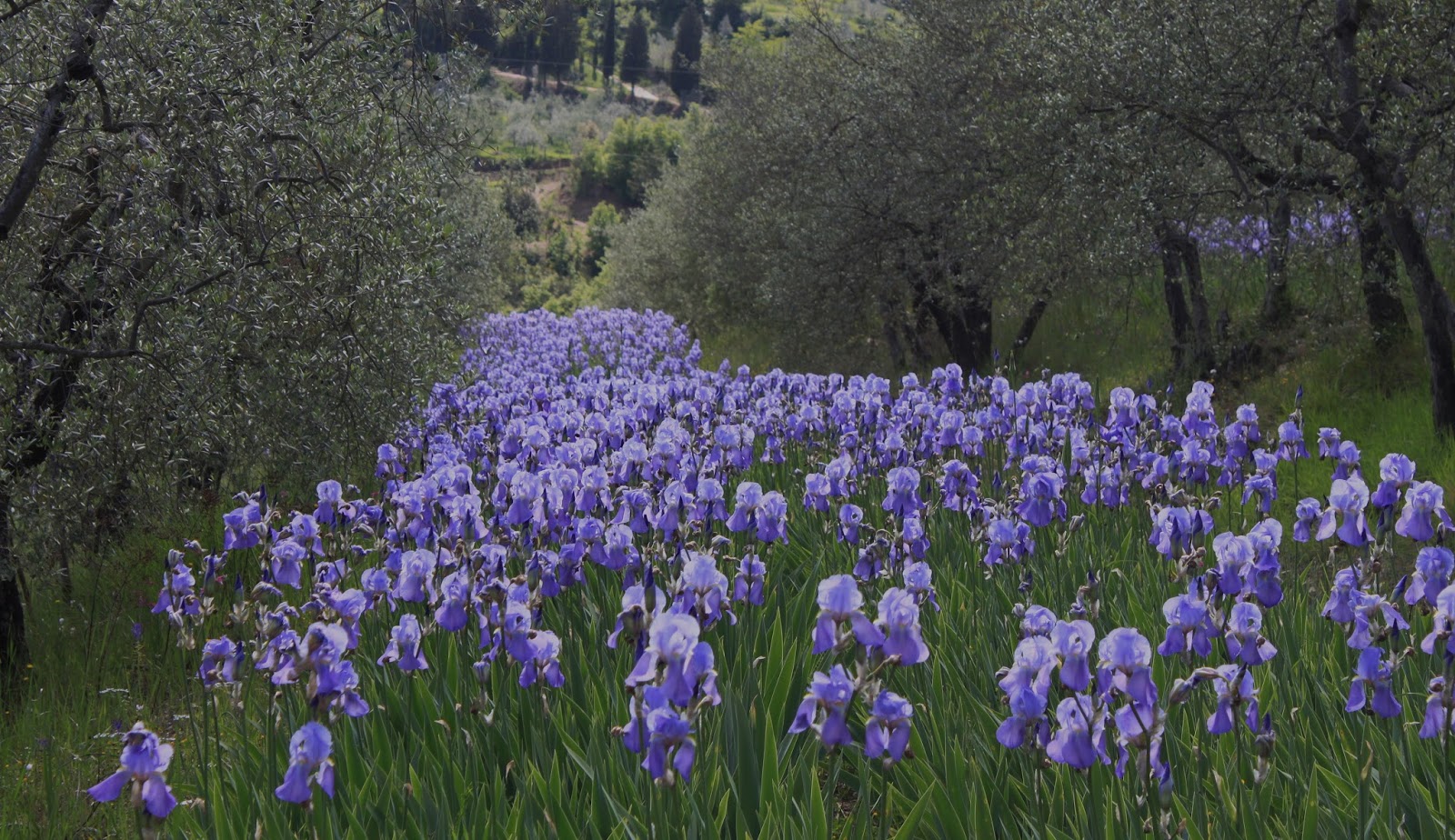 World of Irises The Iris Garden Premio Firenze Florence, Italy