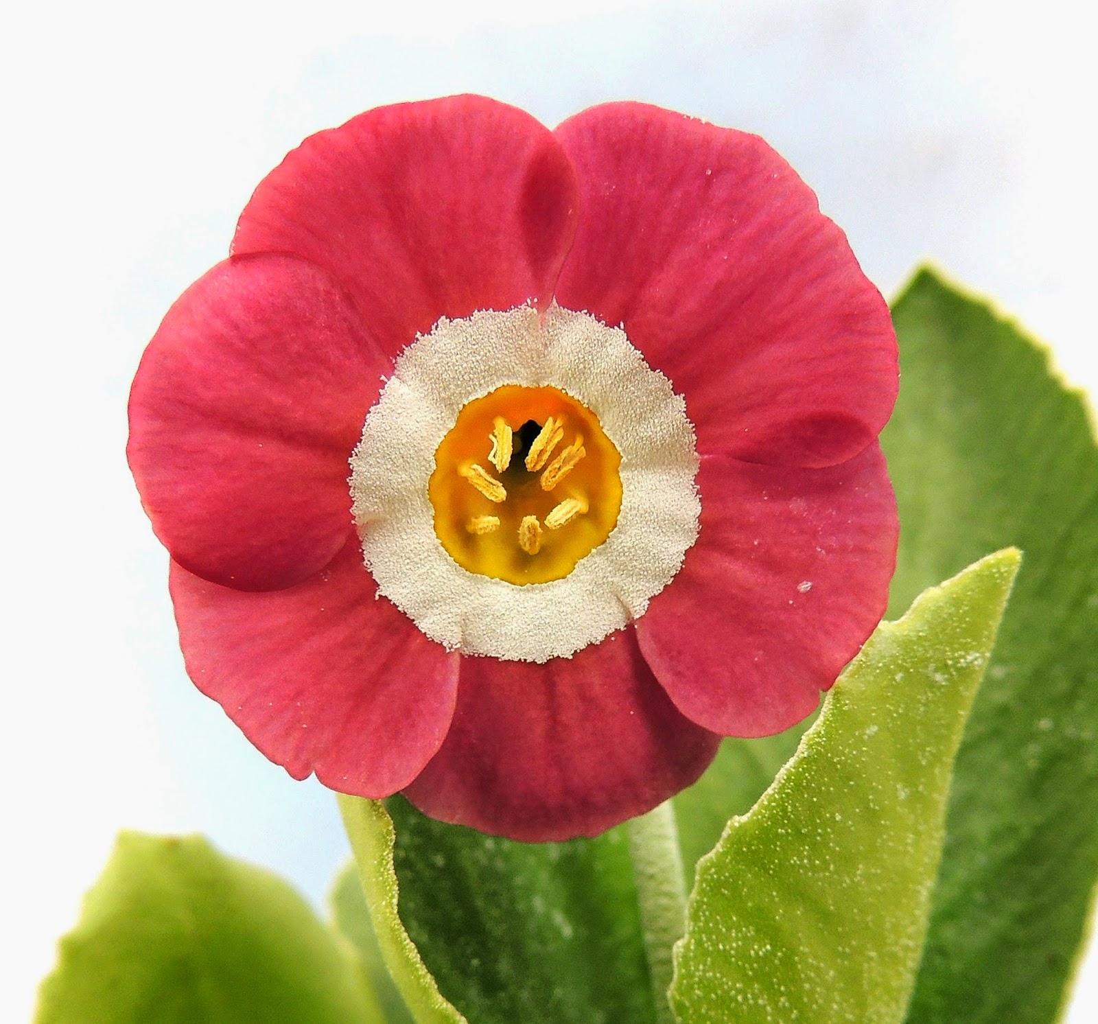 Sweden's auricula club: blooming today, lena, barbro, katarina ...