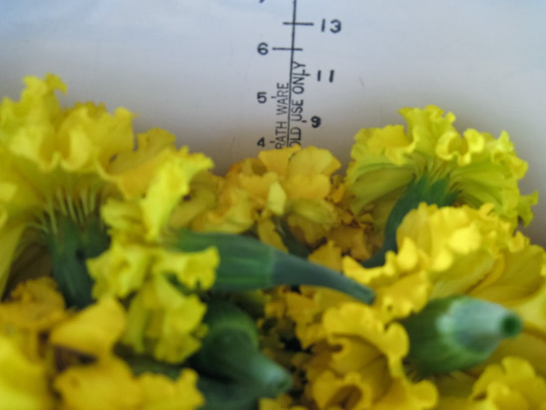 It's My Life! HOW TO DYE WITH MARIGOLDS