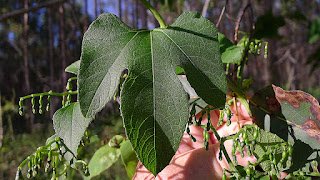 Cayaponia tayuya Planta de Mata Atlântica