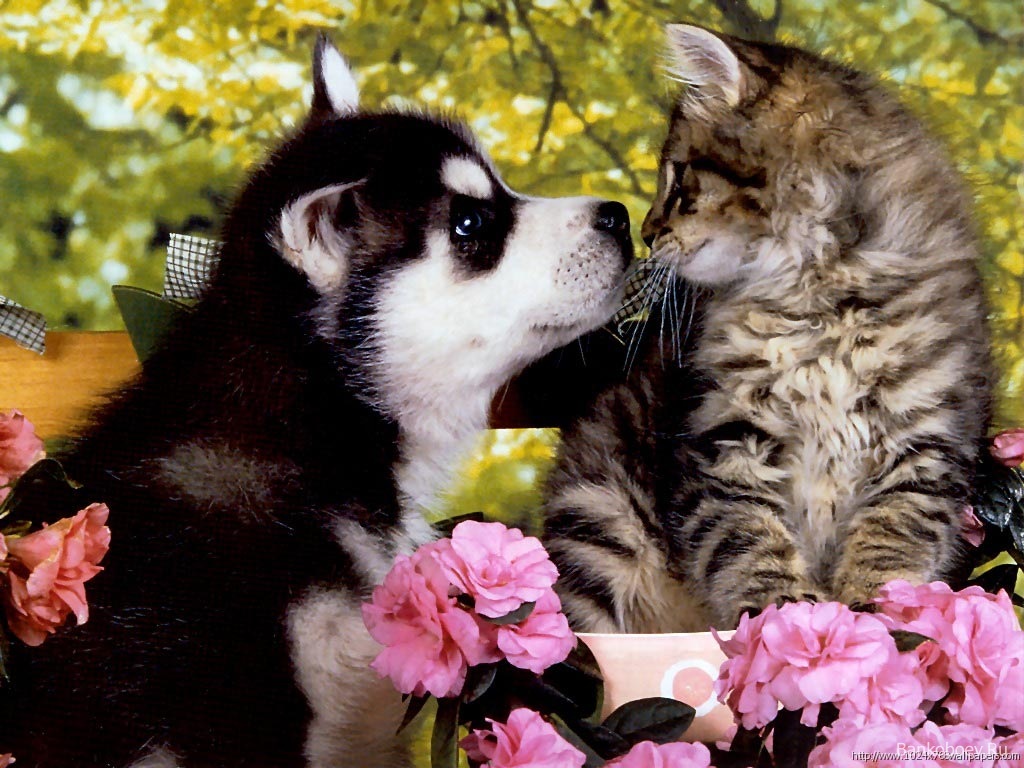 http://4.bp.blogspot.com/-5kbcKWoA5wI/UEiLkEmUxTI/AAAAAAAAB3s/NJkBjwr5-XQ/s1600/64401-husky-husky-puppy-and-kitten.jpg