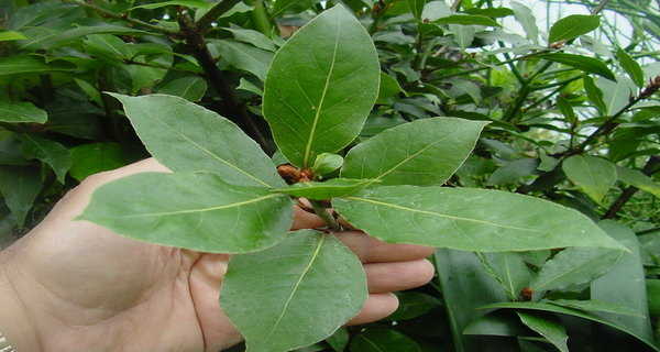 BURN THE LEAF OF THIS – Fatigue and Tension Will Instantly Disappear!