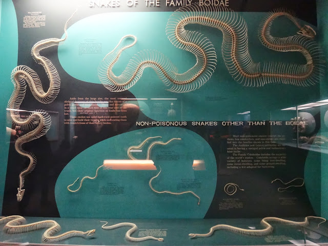 Snakes skeleton at National History Museum in Washington DC, USA Snakes skeleton at National History Museum in Washington DC, USA