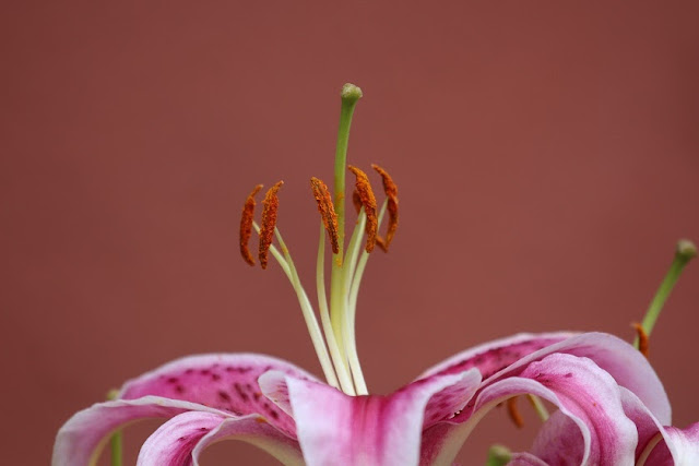 Blumenfotos - Blumen - Blüten - Lilie